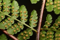 Hypolepis barringtonii