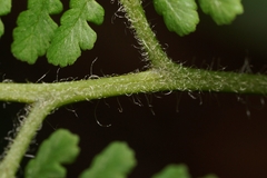 Hypolepis barringtonii