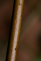 Hypolepis barringtonii