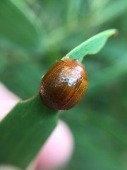 Dicranosterna semipunctata