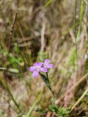 Epilobium billardiereanum