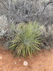 Yucca utahensis