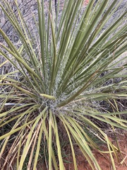 Yucca utahensis