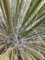 Yucca utahensis