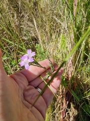 Epilobium billardiereanum