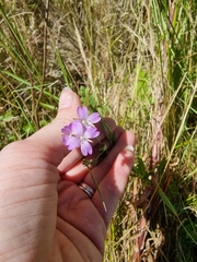 Epilobium billardiereanum
