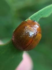 Dicranosterna semipunctata