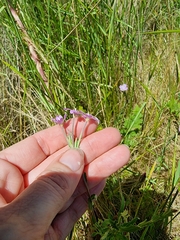 Epilobium billardiereanum