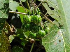 Solanum acerifolium