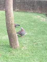 Columba guinea phaeonota