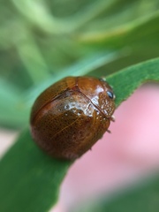 Dicranosterna semipunctata