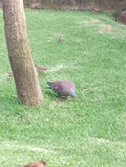 Columba guinea phaeonota