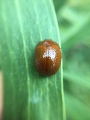 Dicranosterna semipunctata