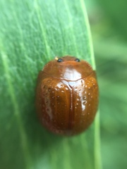 Dicranosterna semipunctata