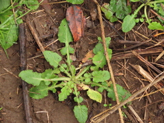 Lapsana communis