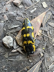 Buprestinae