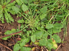 Lapsana communis