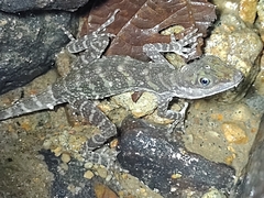 Anolis aquaticus image