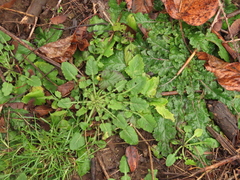Lapsana communis