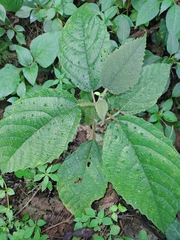 Urera baccifera