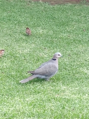 Streptopelia semitorquata