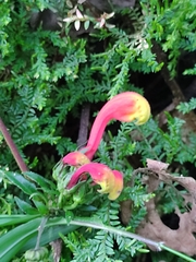 Centropogon granulosus