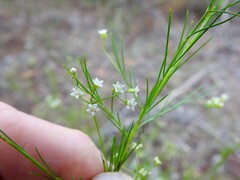 Platysace linearifolia