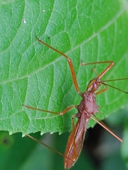 Ricolla quadrispinosa