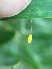 Dicranosterna semipunctata