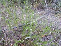 Platysace linearifolia
