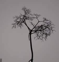 Sambucus cerulea