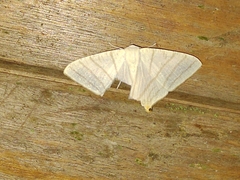 Brachurapteryx tesserata