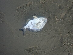 Acanthopagrus australis