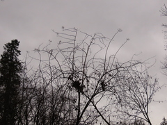 Sambucus cerulea
