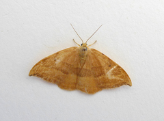 Watsonalla cultraria