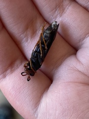 Polistes erythrocephalus