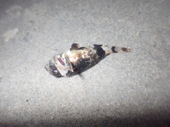 Centropogon australis