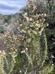 Ericameria pinifolia
