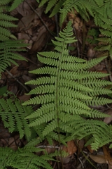 Thelypteris palustris pubescens