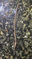 Lumbricus rubellus