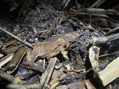 Rhinella