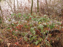 Rubus ursinus