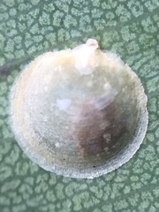Creiis lituratus