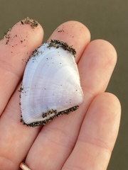 Donacidae