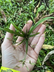 Cyperus albostriatus