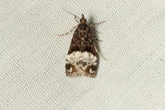 Scoparia minusculalis
