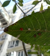 Chilocorus circumdatus