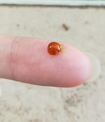 Chilocorus circumdatus