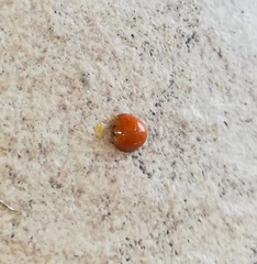 Chilocorus circumdatus