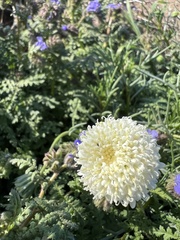 Chaenactis fremontii